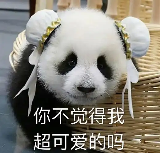 萌宠 熊猫 我可爱吗 看看我 呆萌 可爱