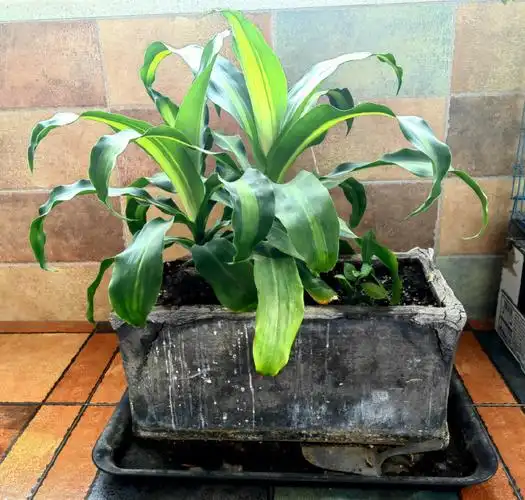 巴西木生根种在土里就会收获一大棵巴西木