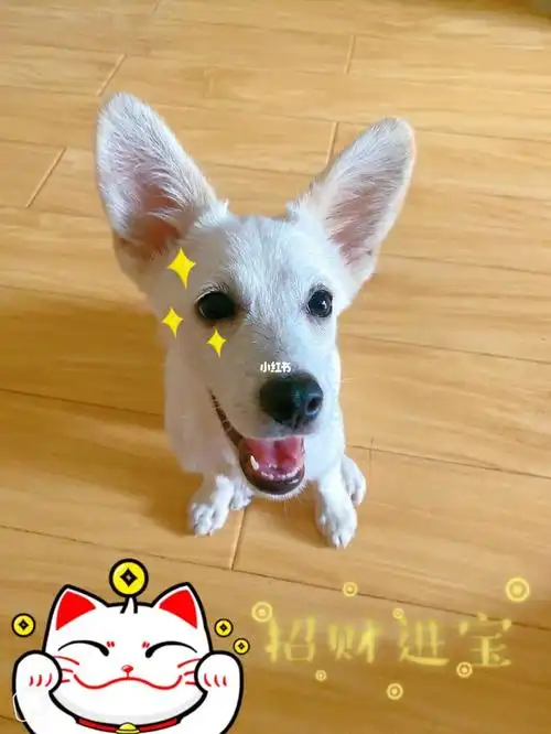 柯基和拉布拉多的结合