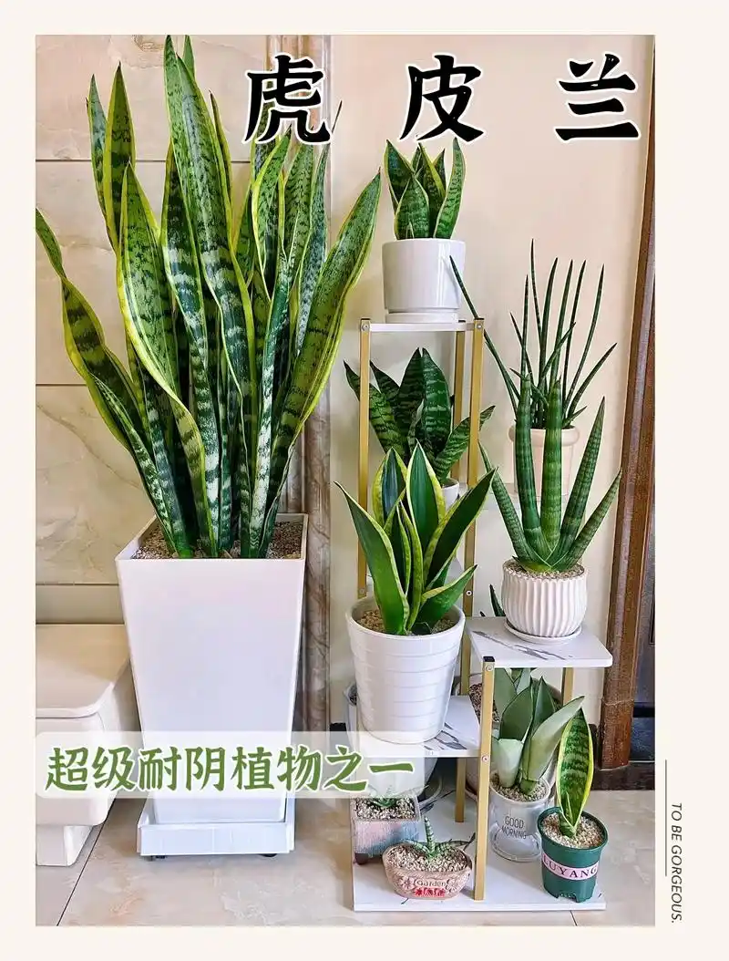 耐阴植物之一:虎皮兰.很多朋友喜欢在家里养盆虎皮兰,它也是家 - 抖音