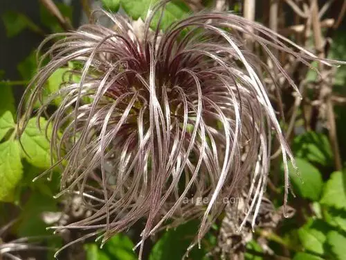 植物, 铁线莲, 果实, 银, 自然, 多毛的(plant, clematis, fruit