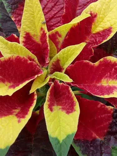 首发原创 雁来红