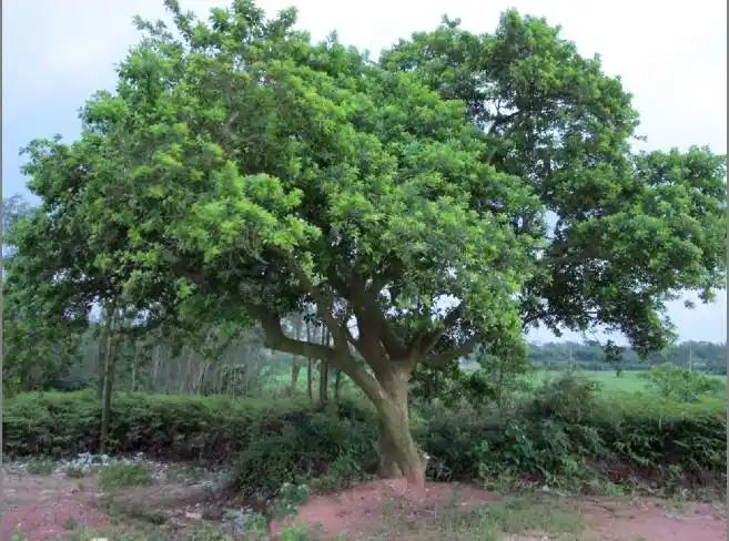 白银树(也叫万紫千红)