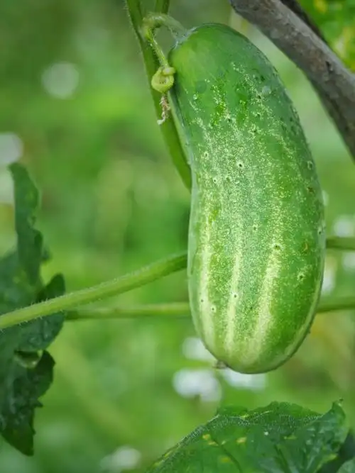 金智媛摄影师分享窝瓜无水印内页图