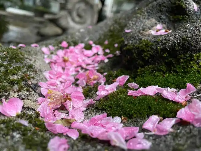 雨后的樱花落花
