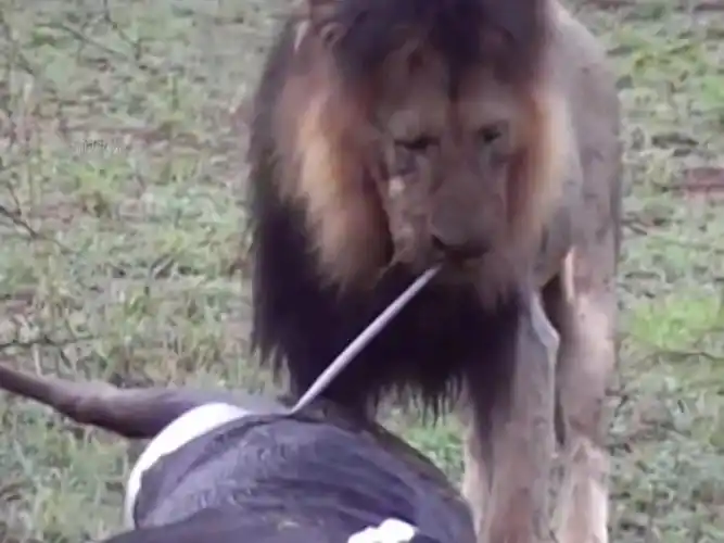 狮子吃螺蛳粉和荔枝