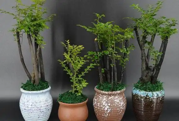 小叶紫檀盆景好养易活不怕干不怕冻寓意不错适合居家养护