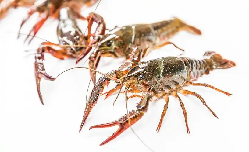 新鲜青色鲜活龙虾