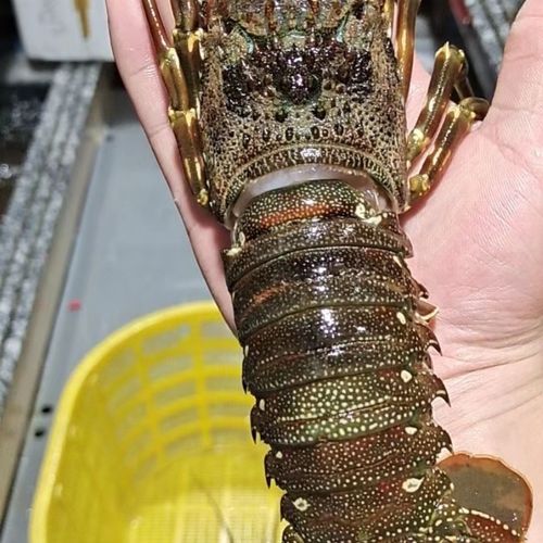 海鲜特大龙虾青龙虾海鲜新鲜冷冻龙虾澳洲龙虾超大小青龙虾