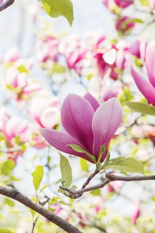 盛开的粉红色玉兰花开春天的时候