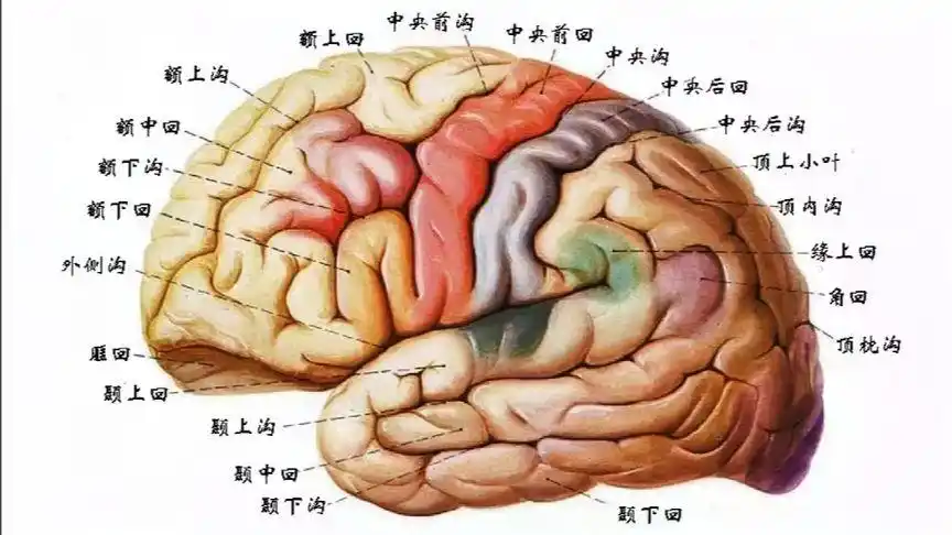 大脑半球上外侧面主要脑沟和脑回