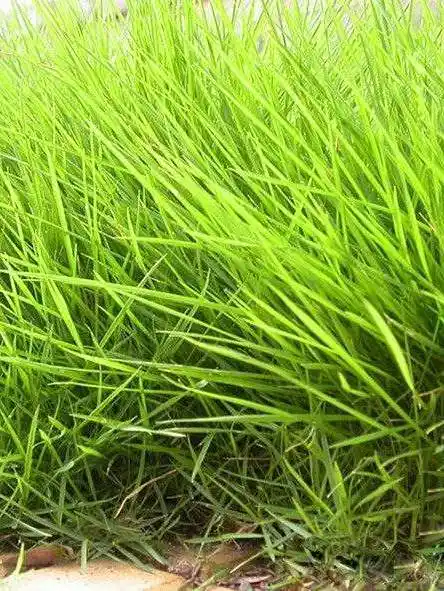 止步小半城植物大课堂之花草集紫羊茅