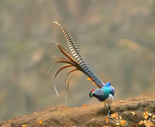 白腹锦鸡—2018.1.7石家庄平山县拍摄