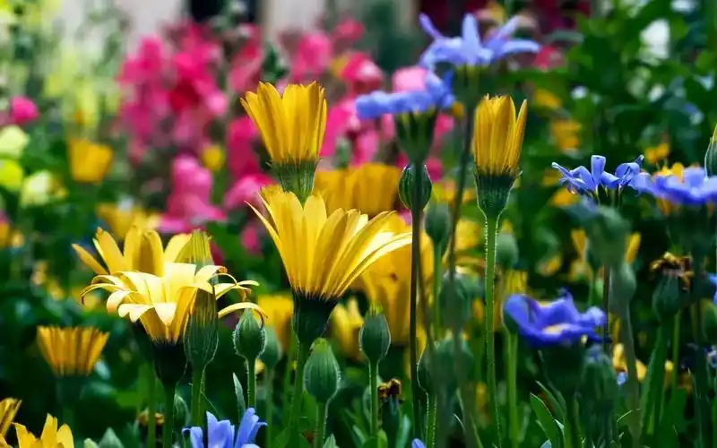 花的资料大全(宝藏干货100个花卉基础知识)