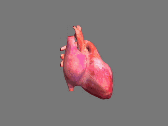 人体器官心脏模型多种颜色(带绑定有心跳动画)