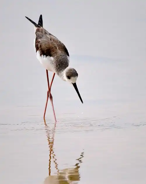 鹬鸟的水上芭蕾