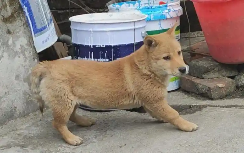 板凳是只长不大的狗今天迎击陌生人比很多网红狗可爱