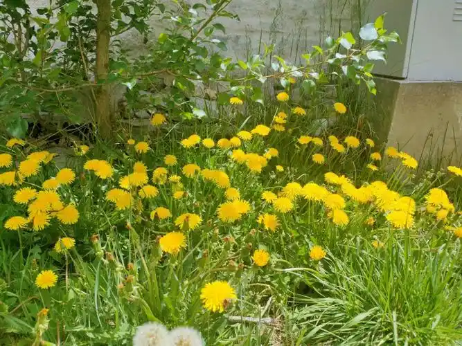 蒲公英的花语是什么