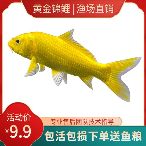 黄金锦鲤鱼观赏鱼冷水鱼金鱼活体黄鲤鱼招财鱼风水鱼黄金龙凤锦鲤