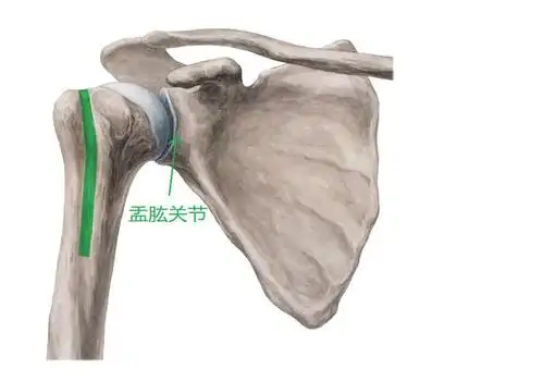 开车时的一个不良习惯可引起肩部损伤!具体是怎样?且听医生分解