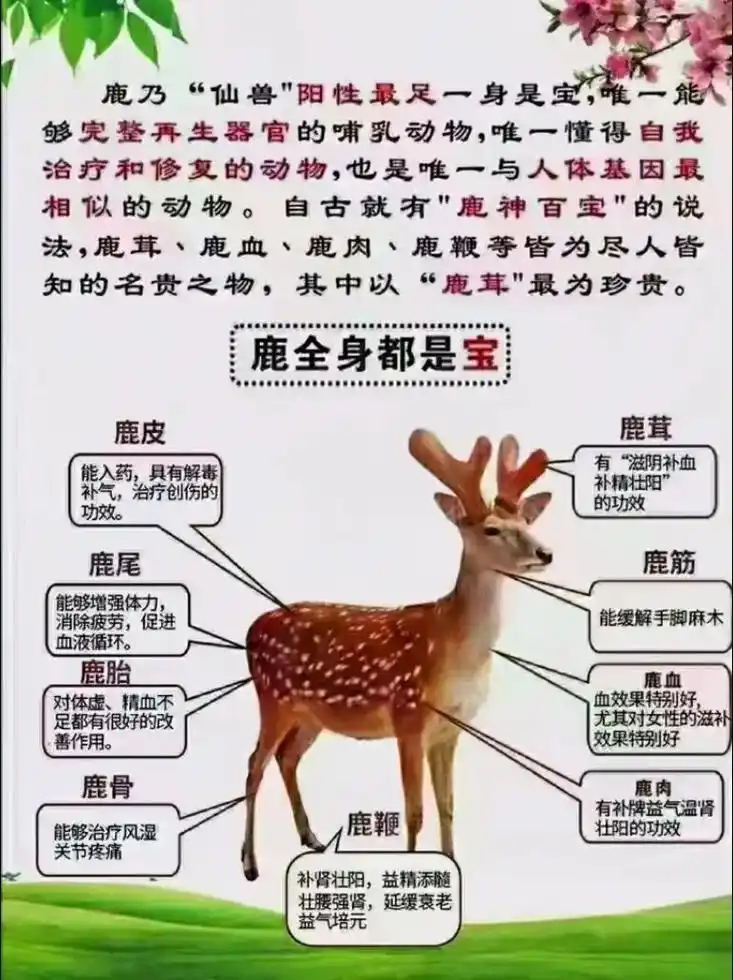 唯一与人体基因最相似的动物 98唯一全身可入药的动物 #梅花鹿养殖