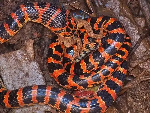 赤链蛇一种红黑条纹的常见蛇虽然属于无毒蛇类但它也有毒