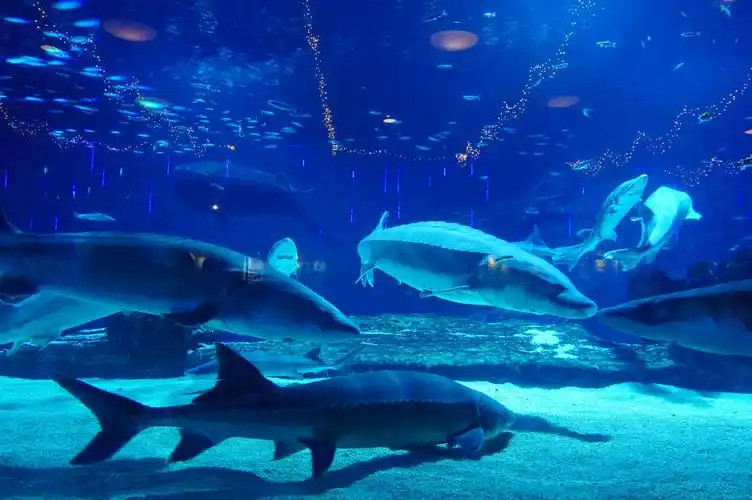 北京海洋馆送出两尾中华鲟回长江繁殖|长江_新浪财经_新浪网