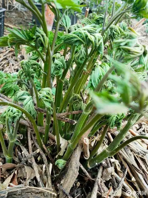 [苦老芽批发]苦老芽 苦力芽幼苗价格10元/箱 - 惠农网