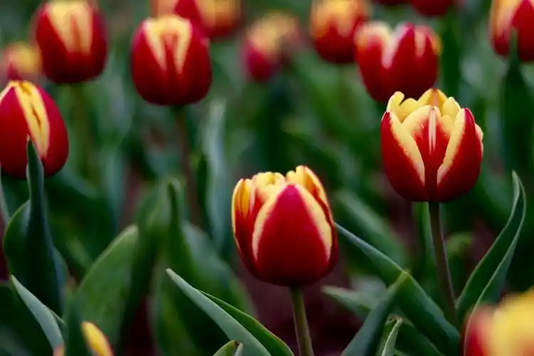 微距镜头下的郁金香花含苞待放