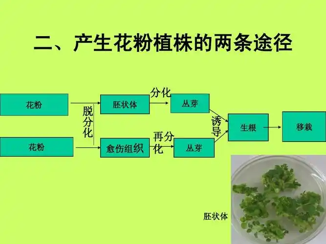 2月季的花药培养ppt
