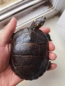 wolf5891淘宝卖两只自养东锦龟.123图是现在长大后的照片.