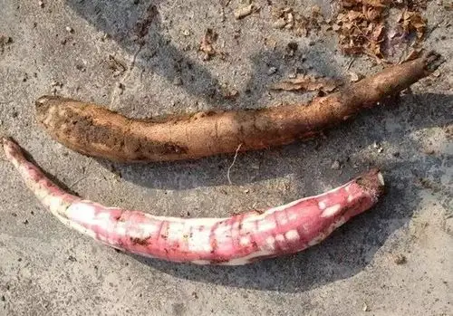 英德农村常见的这种"树番薯",你还记得吗?