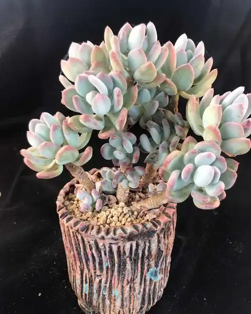 多肉植物:灰姑娘老桩