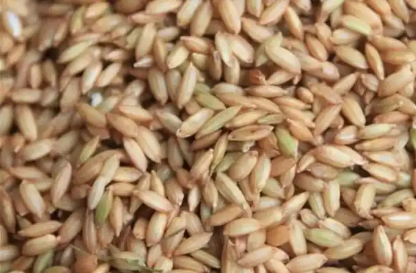 水稻陈种子可以今年种植吗?