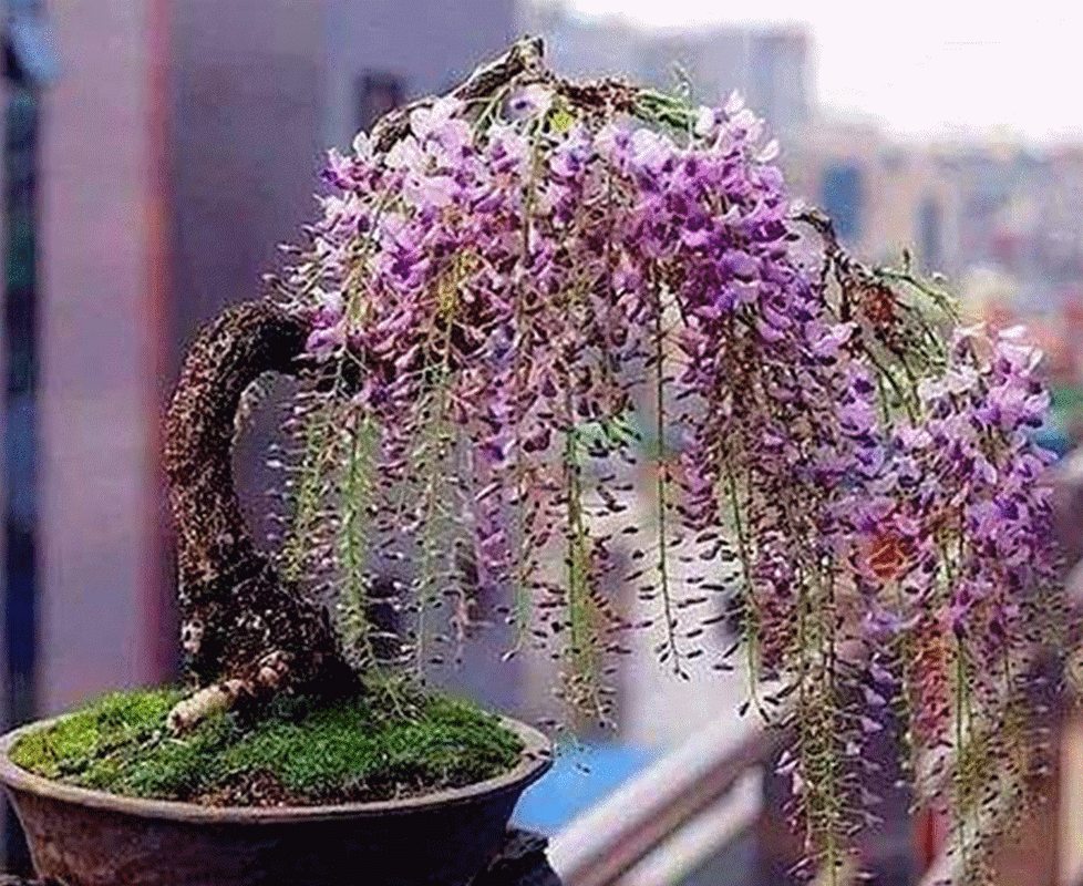 柴堆上的2个"紫藤根",被大姐捡去做成"双龙老桩"盆景,惊艳