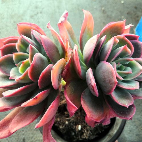 多肉植物 绮罗老桩10cm