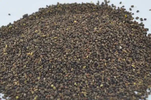 藿香蓟种子市场价格多少钱一斤藿香蓟的养殖方法和注意事项