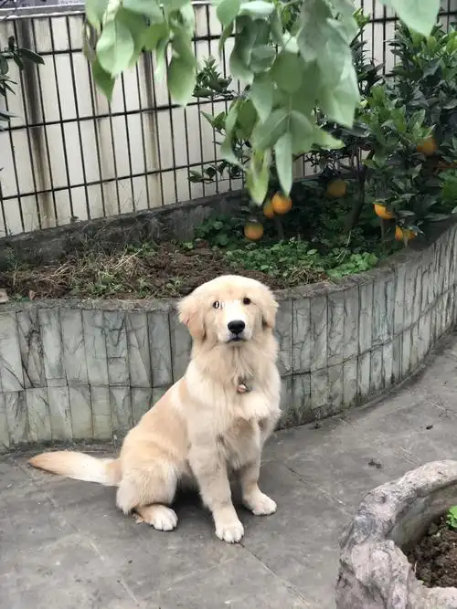 6个月大的小金毛 还算标准不7215_宠物_我家宠物好可爱_宠物_狗