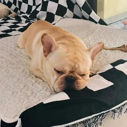 法斗不知不觉中就长大了