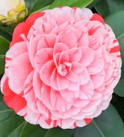 小巧玲珑的紫色茶花!这是滇山茶花!双色山茶花!