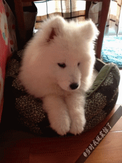 可爱毛茸茸搞怪狗狗gif动图_动态图_表情包下载_soogif