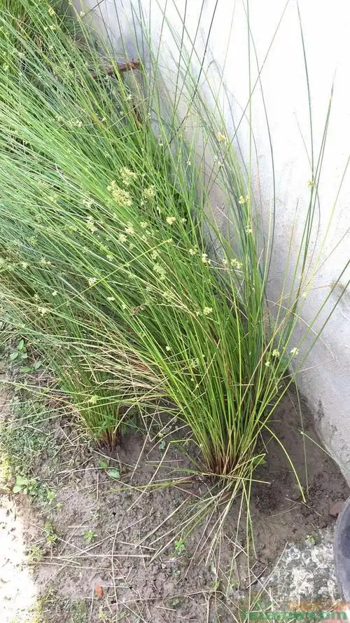 水生植物类:常绿水生鸢尾,再力花,花叶芦竹,梭鱼草,黄菖蒲,旱伞草,水