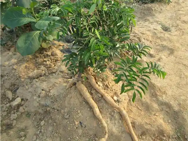 人称"南方小人参",200元1斤,野外若遇见,切勿当柴烧!