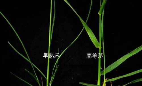 观赏草坪高羊茅与早熟禾的区别