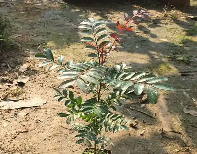 自带桔子香气秀美亮丽香叶树,清香木这么养护,芳香浓郁味清甜