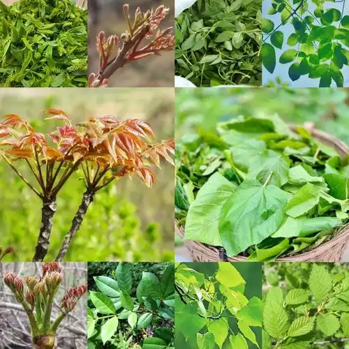 10种能吃的树叶,你认识几个