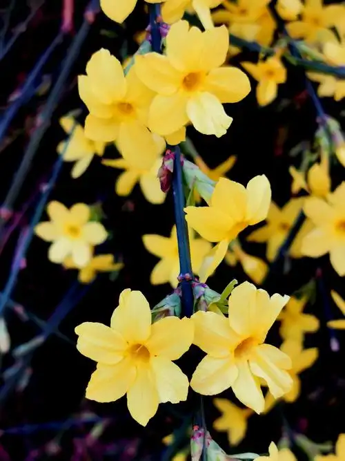 其它 春天第一花迎春花 写美篇           摄影时间:2020.03.