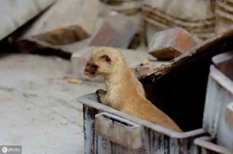 黄鼠狼吃什么老鼠才是黄鼠狼的主食