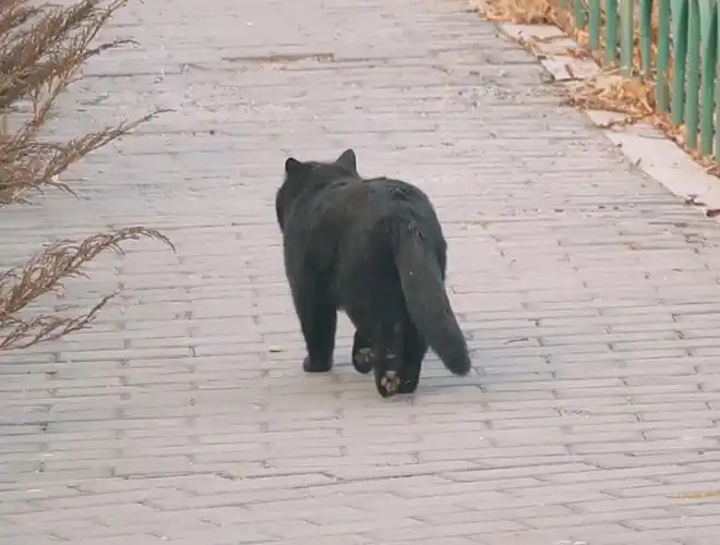 小黑熊潇洒的背影