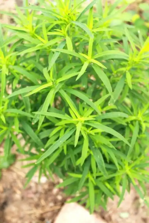 中文学名:扫帚菜,拉丁学名:kochia scoparia (linn.) schrad